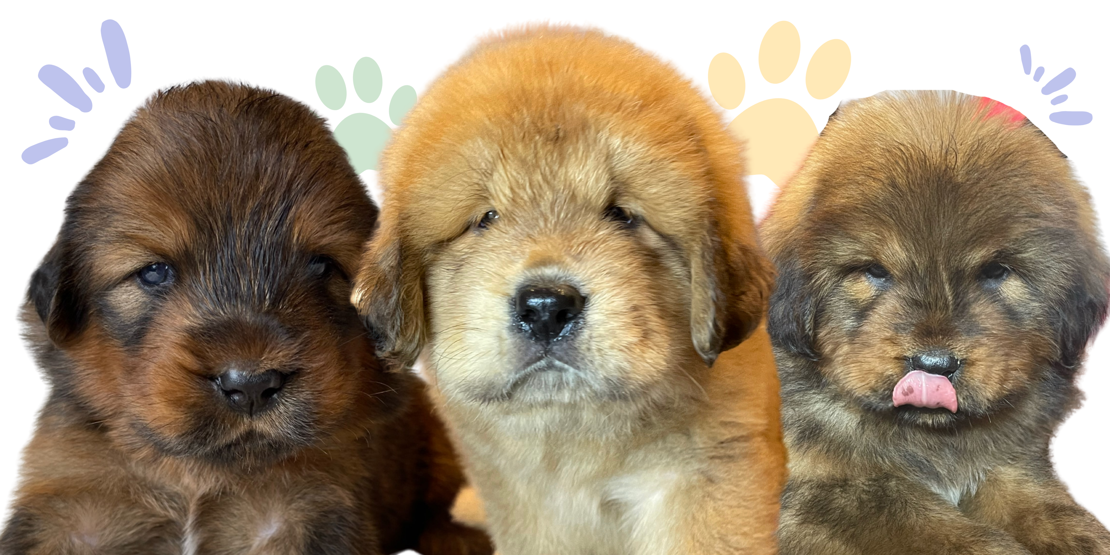 A banner featuring a majestic Tibetan Mastiff.