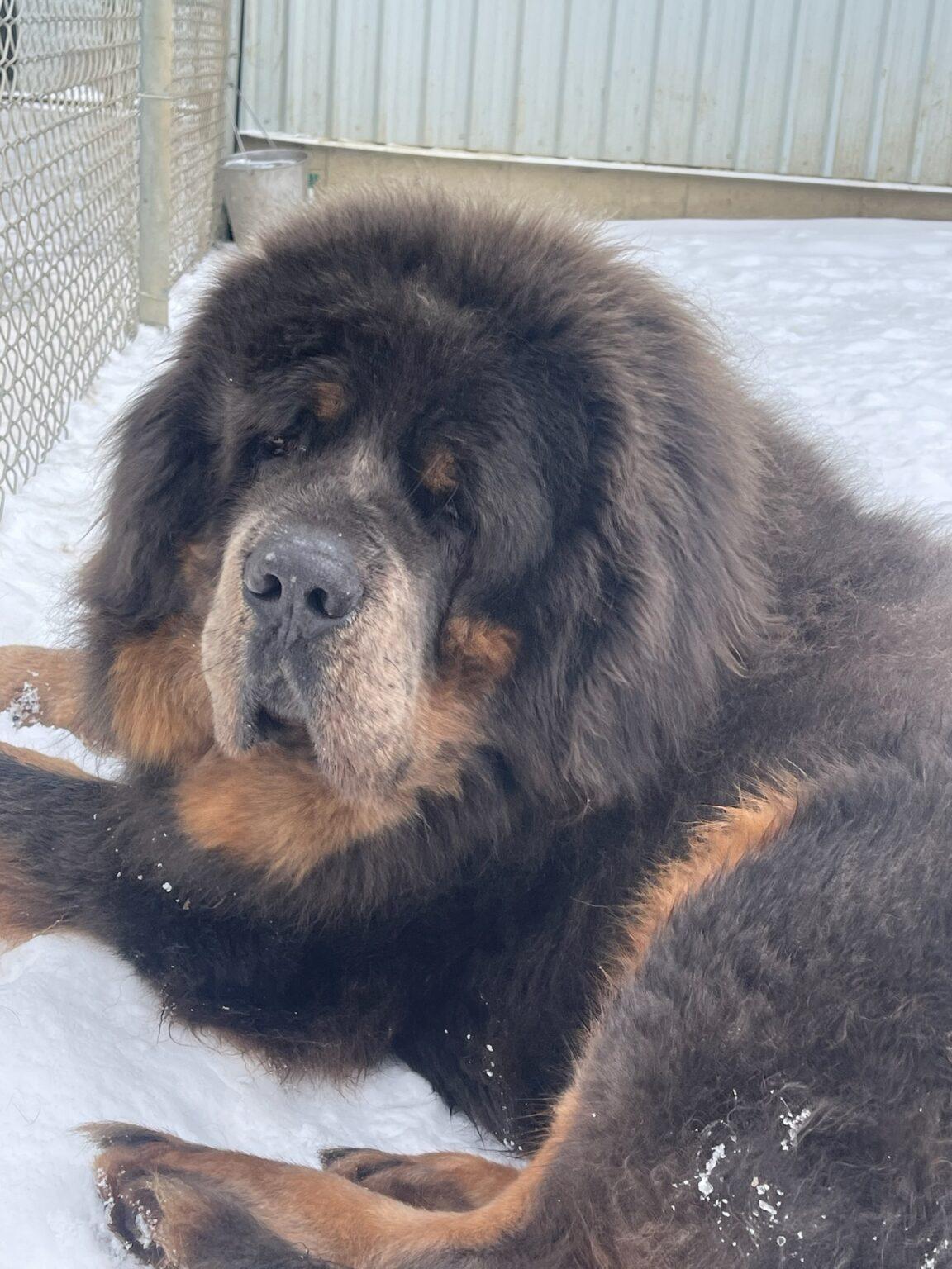 Apollo, a majestic male Tibetan Mastiff.