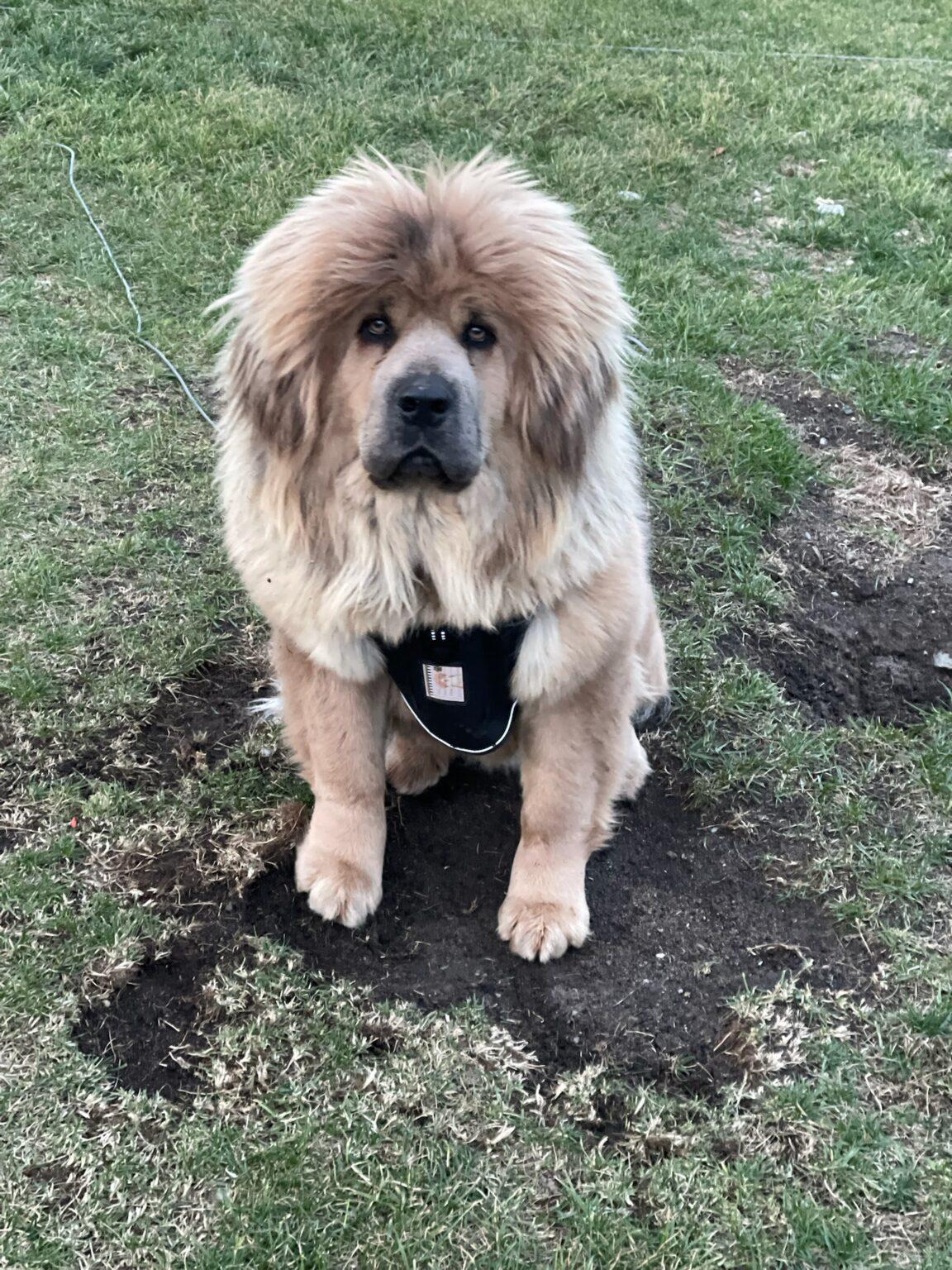 Kassandra, a beautiful female Tibetan Mastiff.