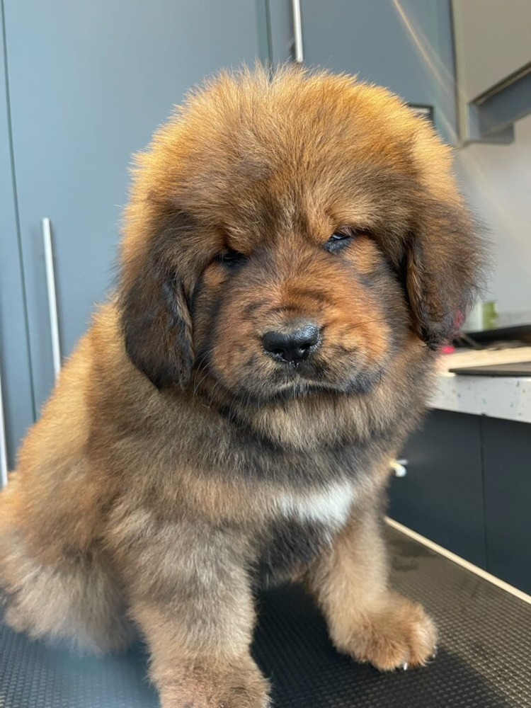 Leo