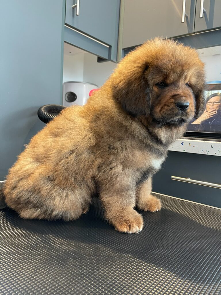 Leo - view 2