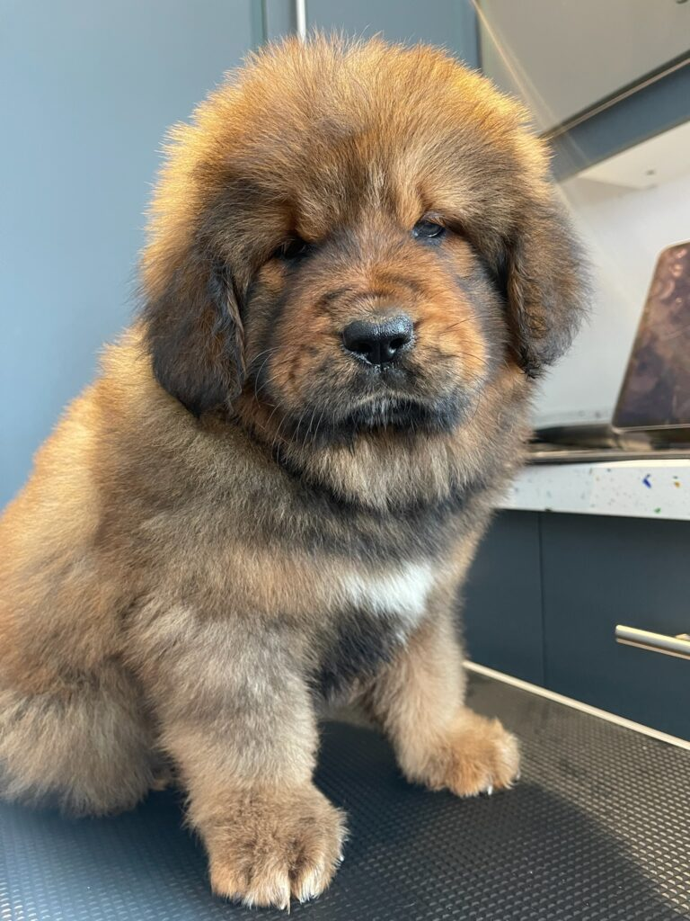 Leo - view 4