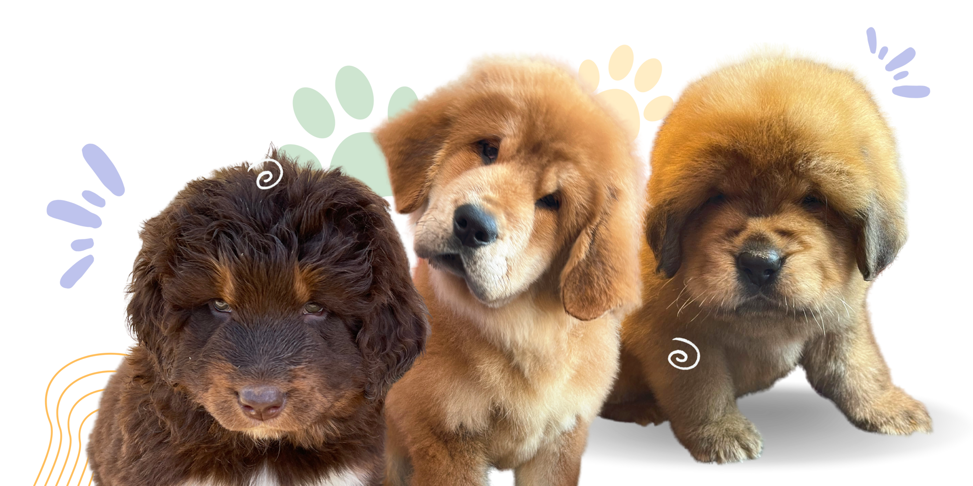 A Comprehensive Guide to the Noble Tibetan Mastiff