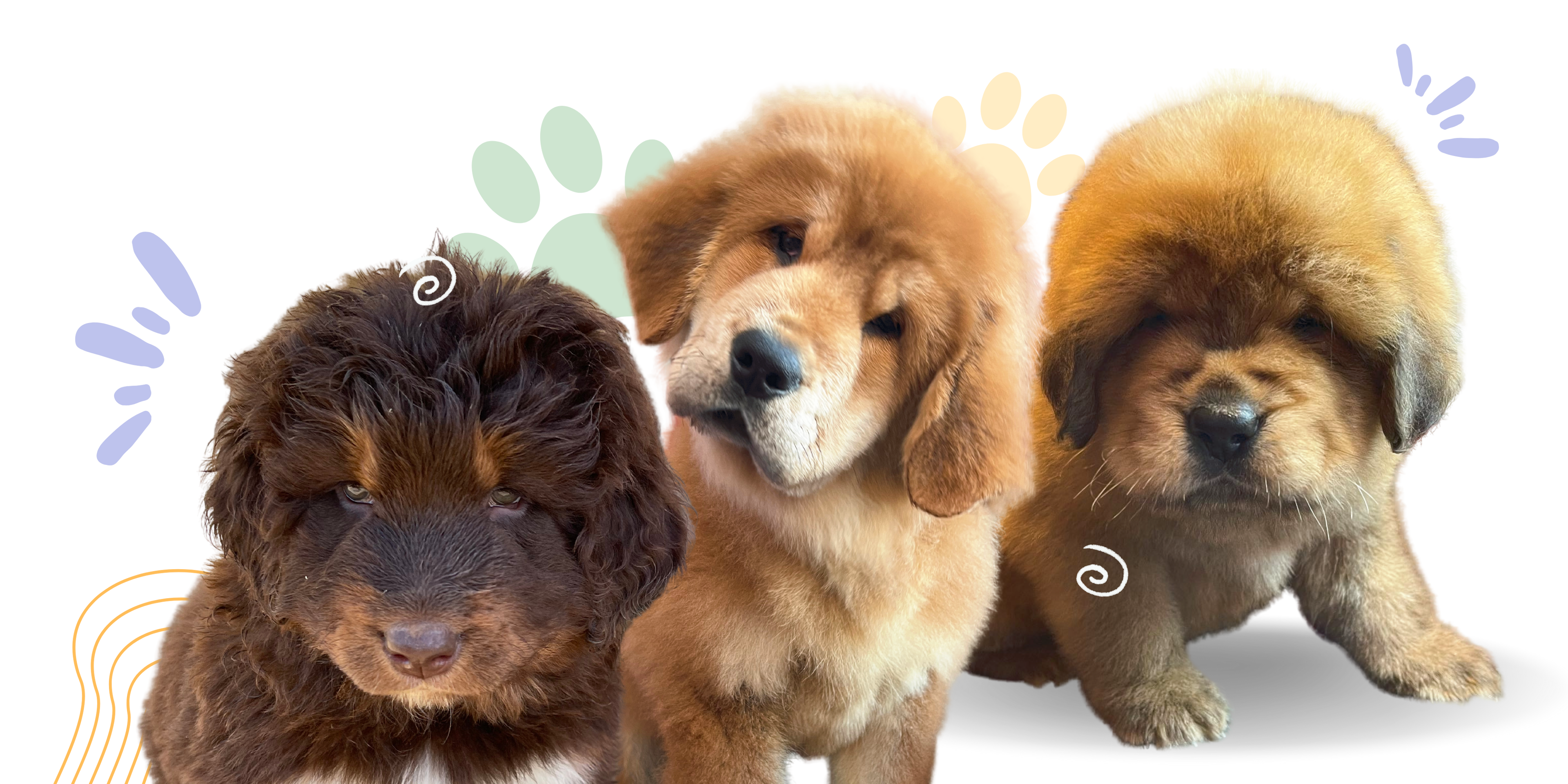 A Comprehensive Guide to the Noble Tibetan Mastiff
