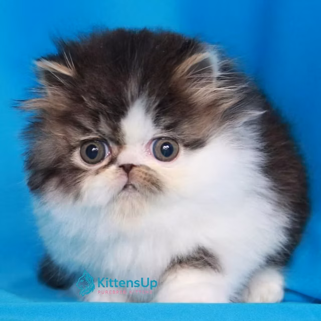 Puffy069