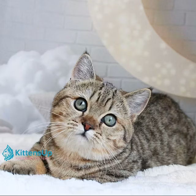 Josephine054