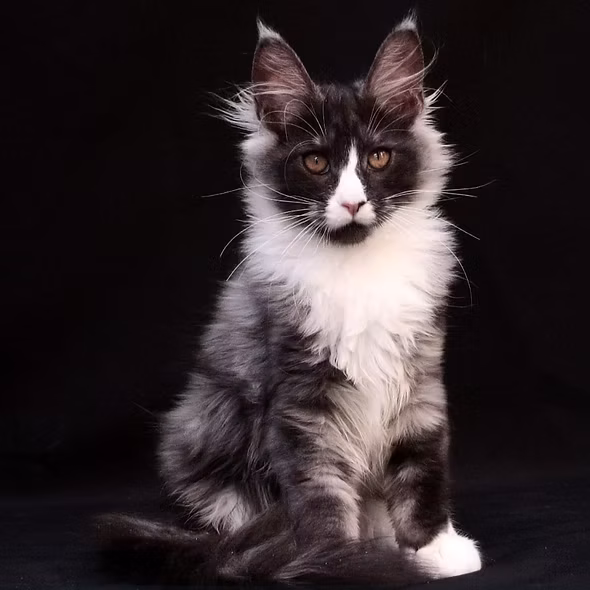A cute cat looking at the camera with a blurry background.